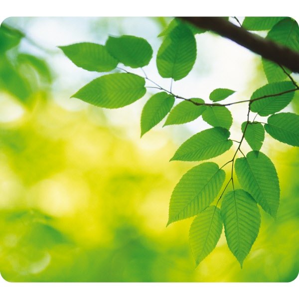 Mousepad Earth Series¿ - Foglie - ecologico