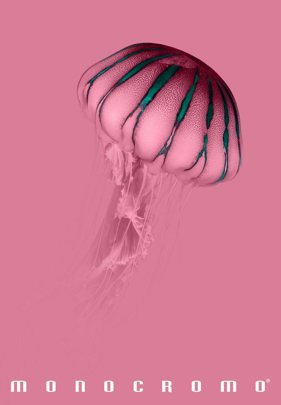 Maxiquaderno Monocromo Pink - rigatura 5M